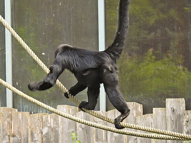 20210709 1650CPw [D~OS] Braunkopf Klammeraffe, Zoo Osnabrück