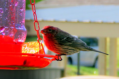 House Finch likes my grape jelly,