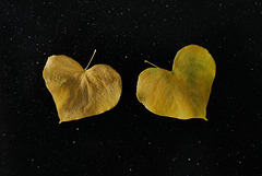 Vegetal still life Vegetal still life