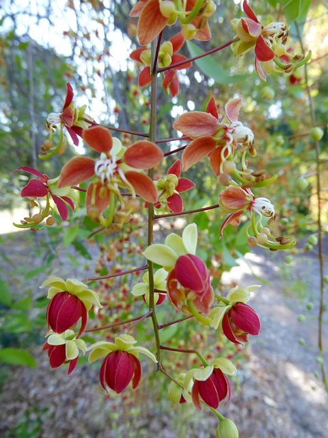 Cassia brewsteri