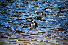 20140911 5127VRAw [NL]  Ente, Terschelling