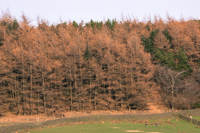 Spot the Herdys?