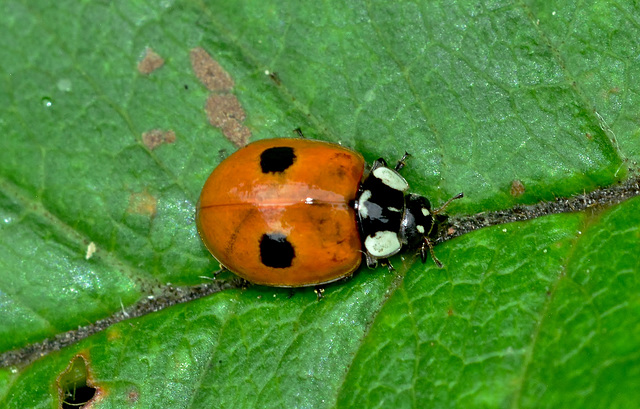 2 Spot Ladybird. Adalia bipunctata