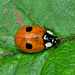 2 Spot Ladybird. Adalia bipunctata