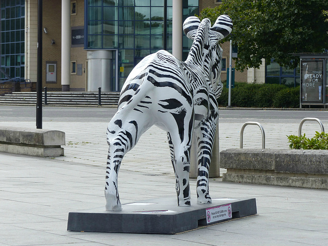 Zany Zebras_195 - 20 August 2016