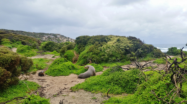 sea lions!