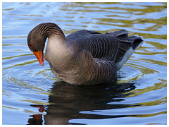 Greylag Goose IMG_0830