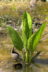 Skunk Cabbage