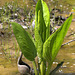 Skunk Cabbage