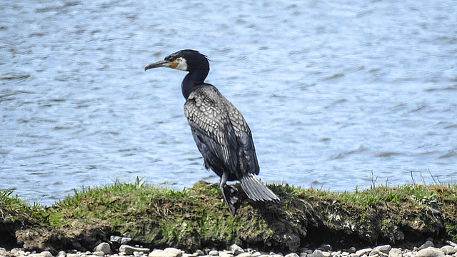 20190609 4905CPw [R~GB] Kormoran, Wales