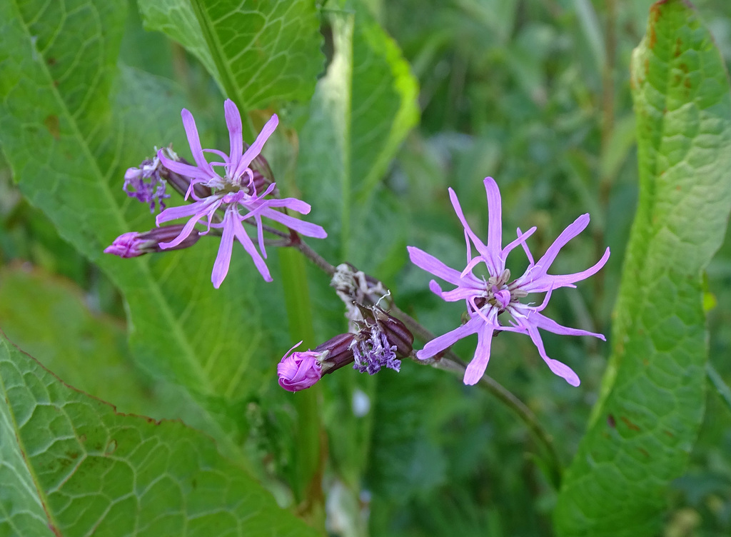 Ragged Robin.  Lychnis flos-cuculi