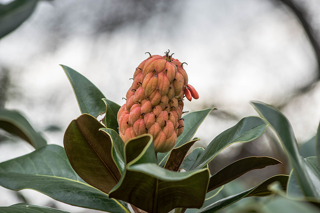 Fruit du Magnolia