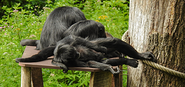 20210709 1651CPw [D~OS] Braunkopf Klammeraffe, Zoo Osnabrück