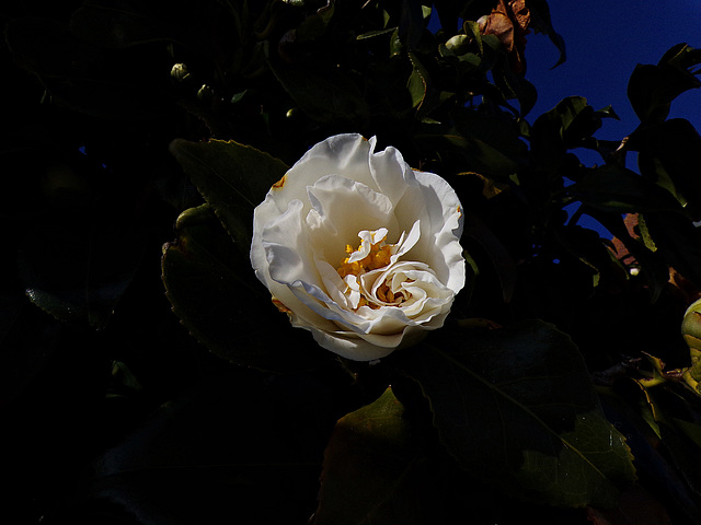 camélias en fleur