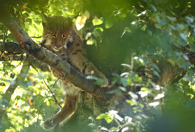 Lynx