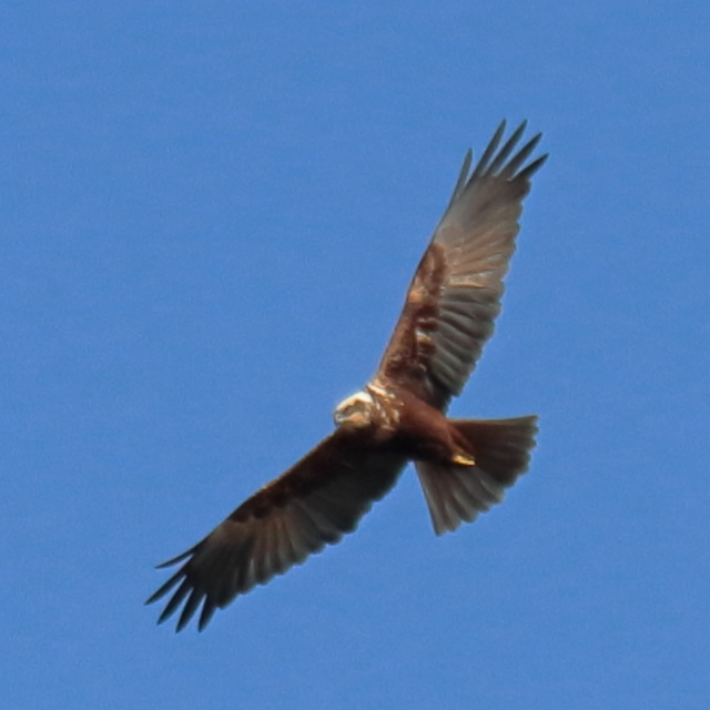 EOS 90D Peter Harriman 09 59 29 90009 marshHarrier dpp