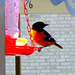 Outside my window the resident Oriole.