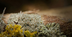 Die Bescher Krustenflechte (LECANORA DISPERSA) zeigt sich mit anderen Flechten :)) The Bescher crustose lichen (LECANORA DISPERSA) appears with other lichens :)) Le lichen crustacé de Bescher (LECANORA DISPERSA) apparaît avec d'autres lichens :))