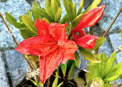 Azalee 'Parkfeuer' ?