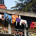 Shimla- Washing Day