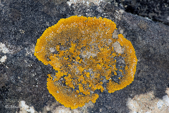 Caloplaca flavescens