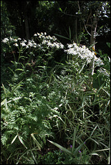 Tanacetum corymbosum