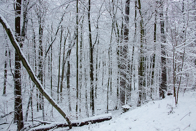 20150131 6756VRAw [D~SHG] Schnee, Wesergebirge, Rinteln