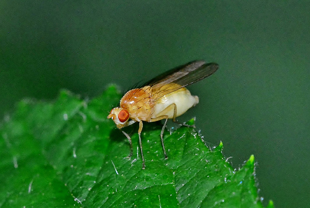 Fruit Fly