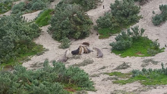 sea lions!