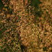 Agrostis capillaris - für Karl
