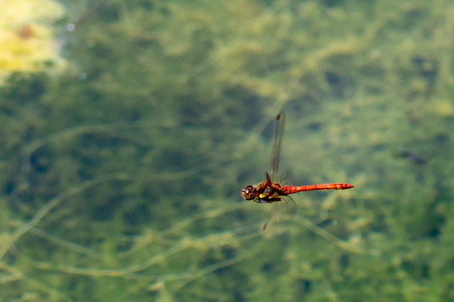 Common Darter-DSA 8497