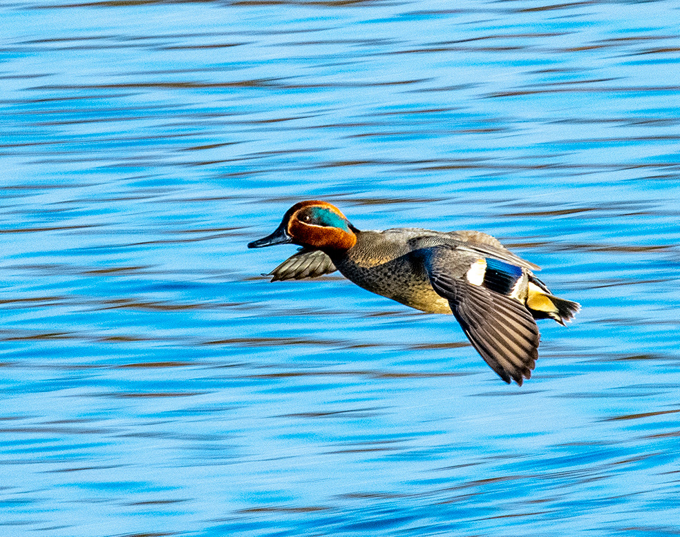 Teal