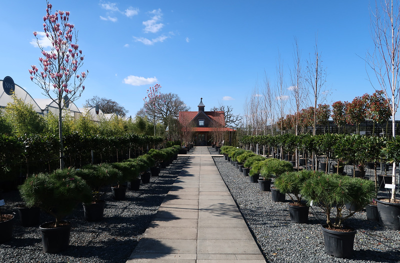 Architectural Plants