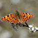 Comma on Blackthorn