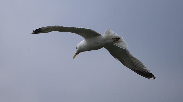 IMG 8735Gull