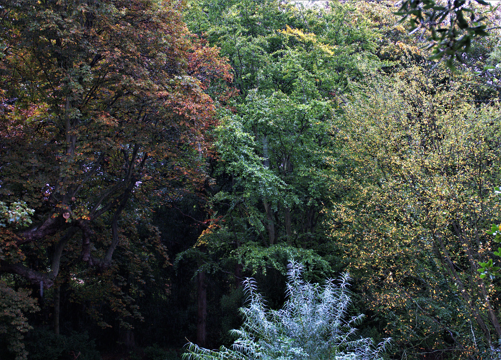 The Leaves Are Starting To Turn