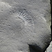 Fossils