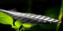 Die kleine Vogelfeder im doppelten Look :))  The little bird feather in a double look :))  La petite plume d'oiseau au double look :))