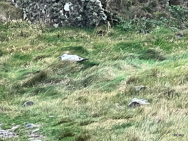 Motionless young Gull - Avian Flu victim?