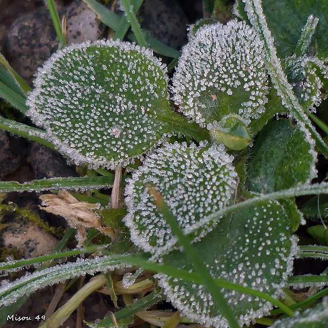 Dans mon jardin