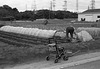 Tending the field