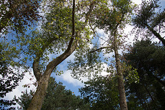 20140911 5126VRAw [NL]  Terschelling