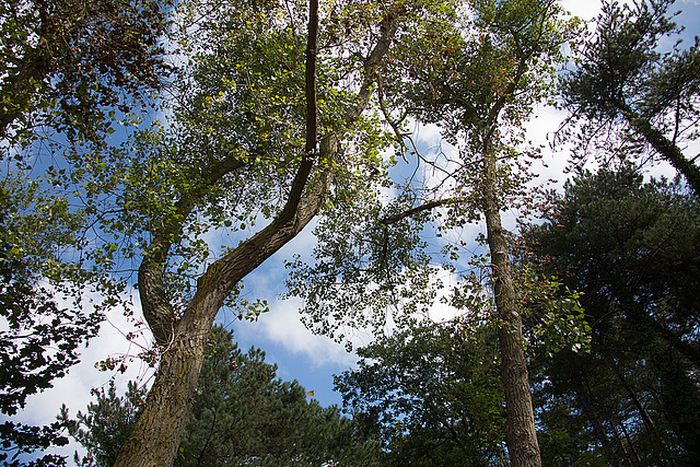 20140911 5126VRAw [NL]  Schwarzpappel (Populus nigra), Terschelling