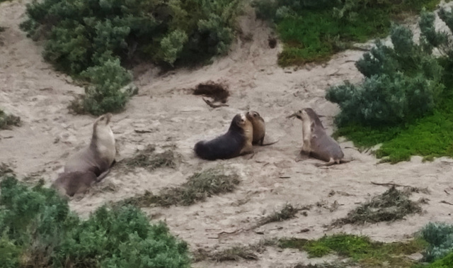 sea lions!