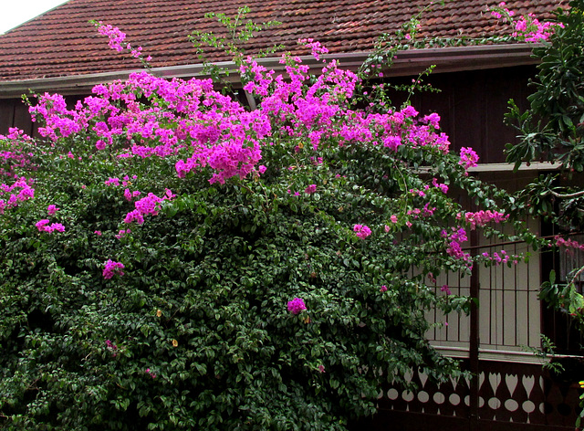 ipernity: Bougainvillea spectabilis - by Eliana Verona