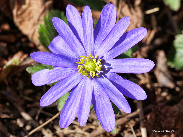 Anemone baldensis