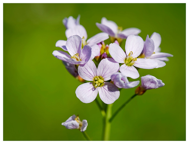 Cardamine pratensis (PiP)