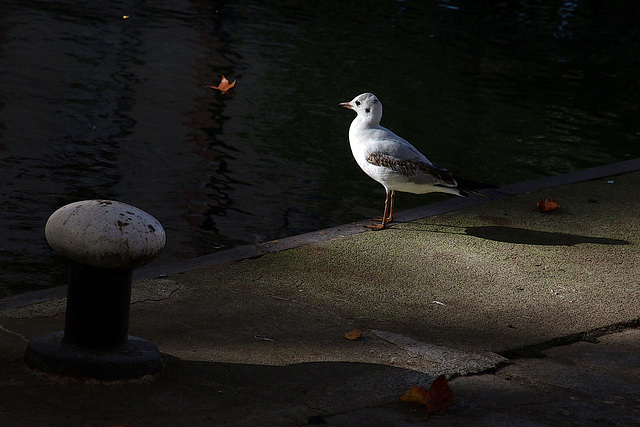 Le long du canal Saint-Martin - Paris