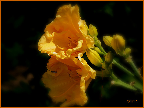 Freesia.................Bonne semaine !