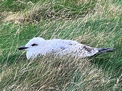 Young Gull with ? Avian Flu - or just exhausted?